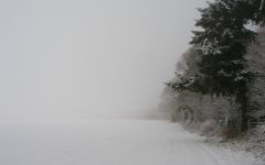 Tapeta Nature trees with snow 023.jpg